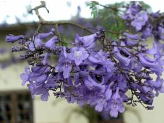 Jacaranda mimosifolia D. Don.