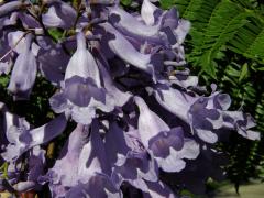 Jacaranda mimosifolia D. Don.