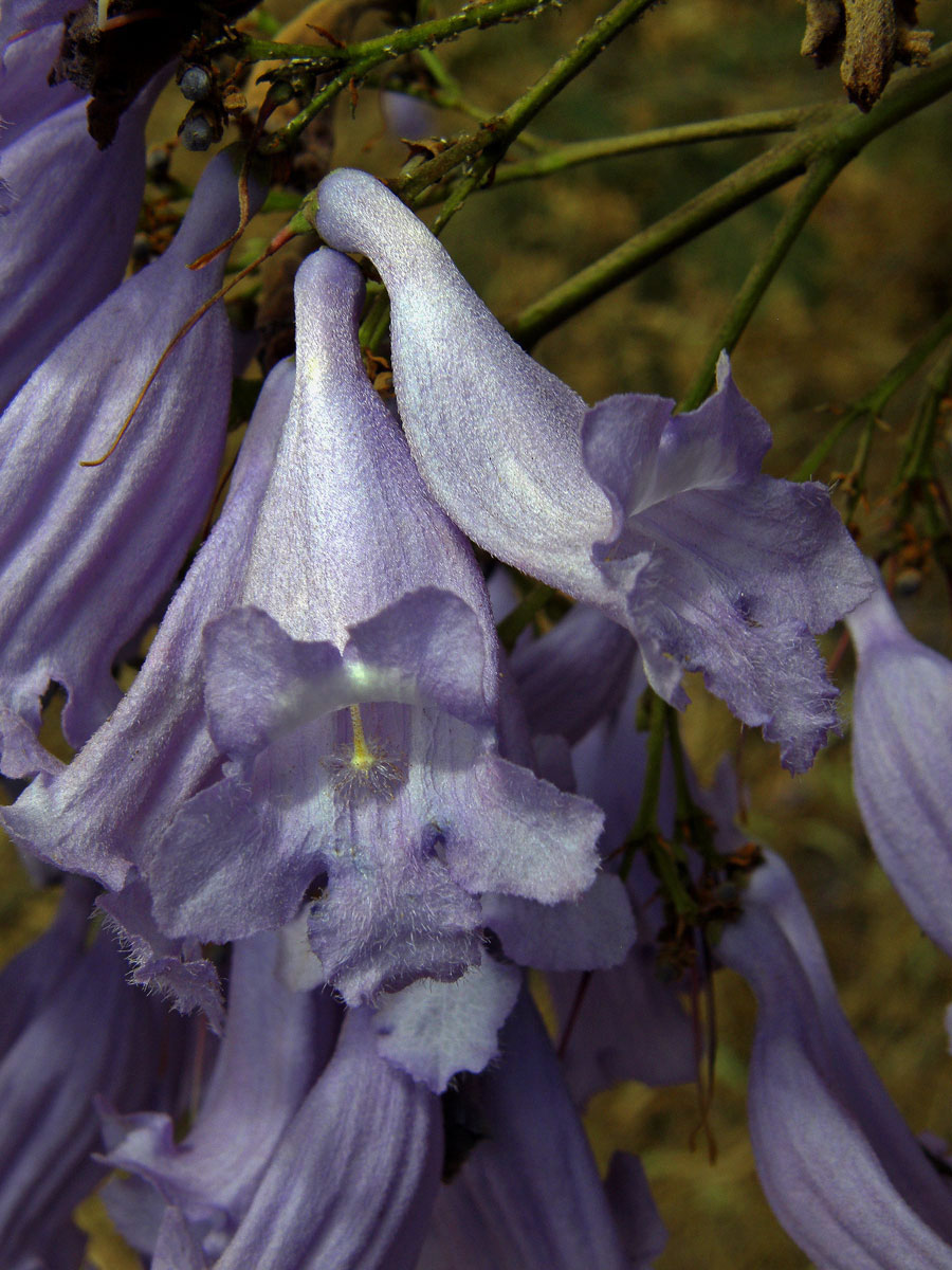 Jacaranda mimosifolia D. Don.