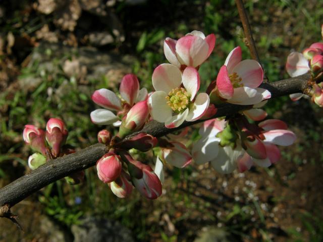 Kdoulovec japonský (Chaenomeles japonica (Thunb.) Lindl.)