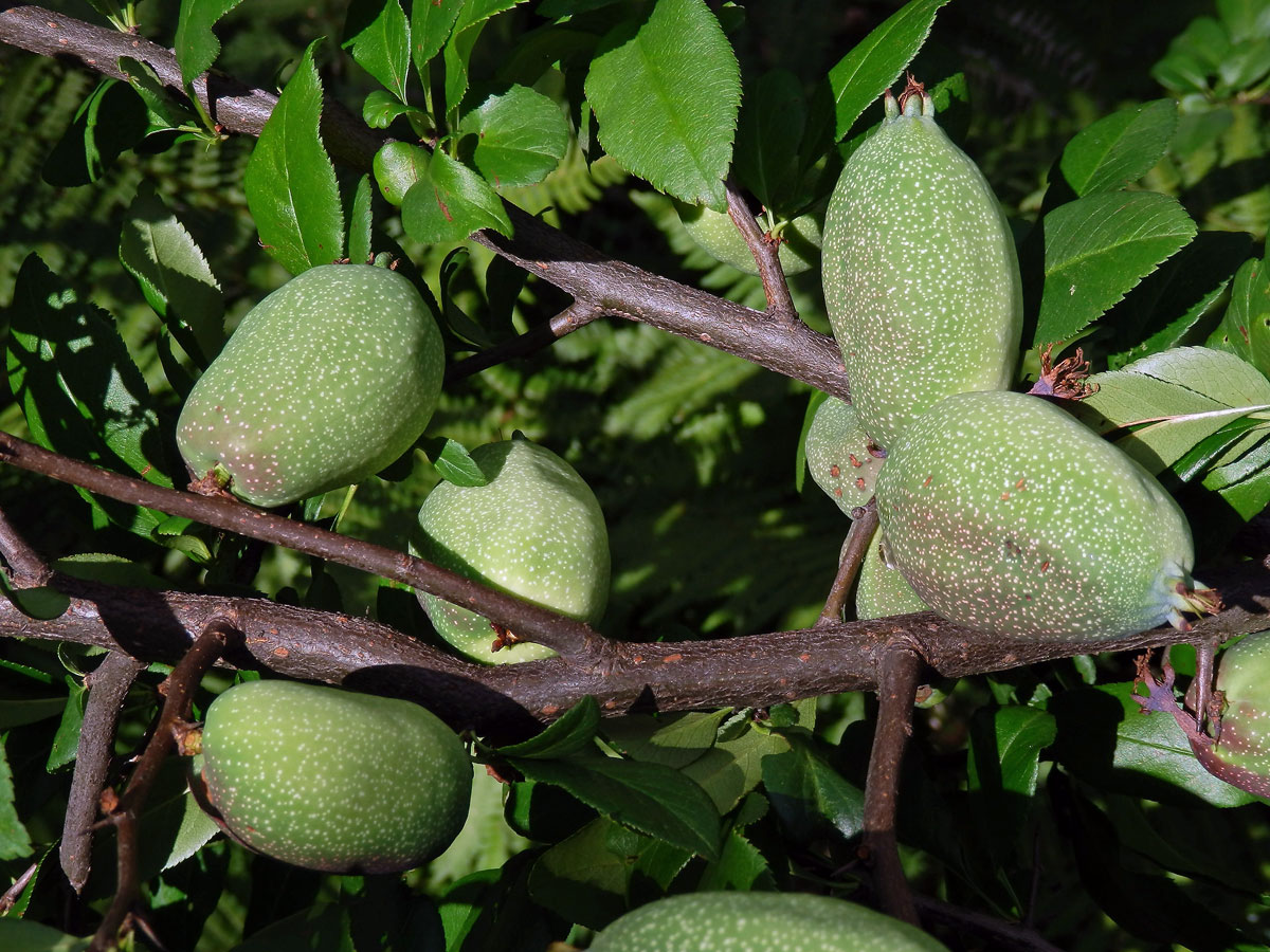 Kdoulovec japonský (Chaenomeles japonica (Thunb.) Lindl.)