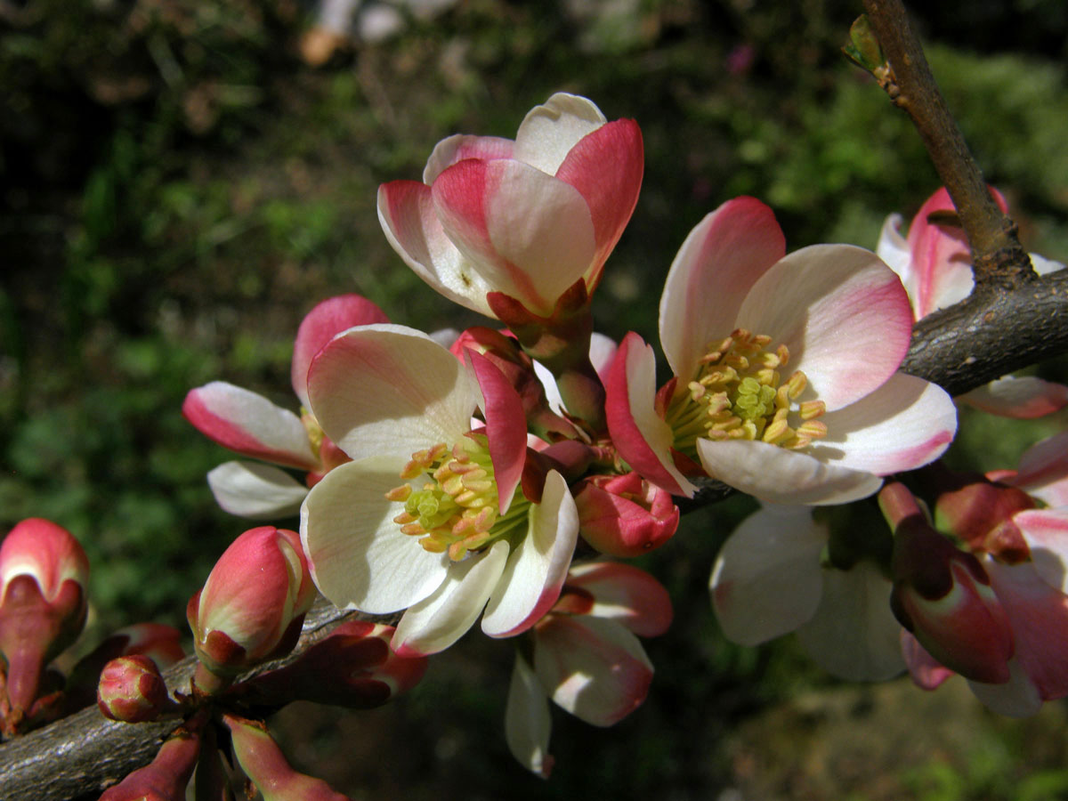 Kdoulovec japonský (Chaenomeles japonica (Thunb.) Lindl.)