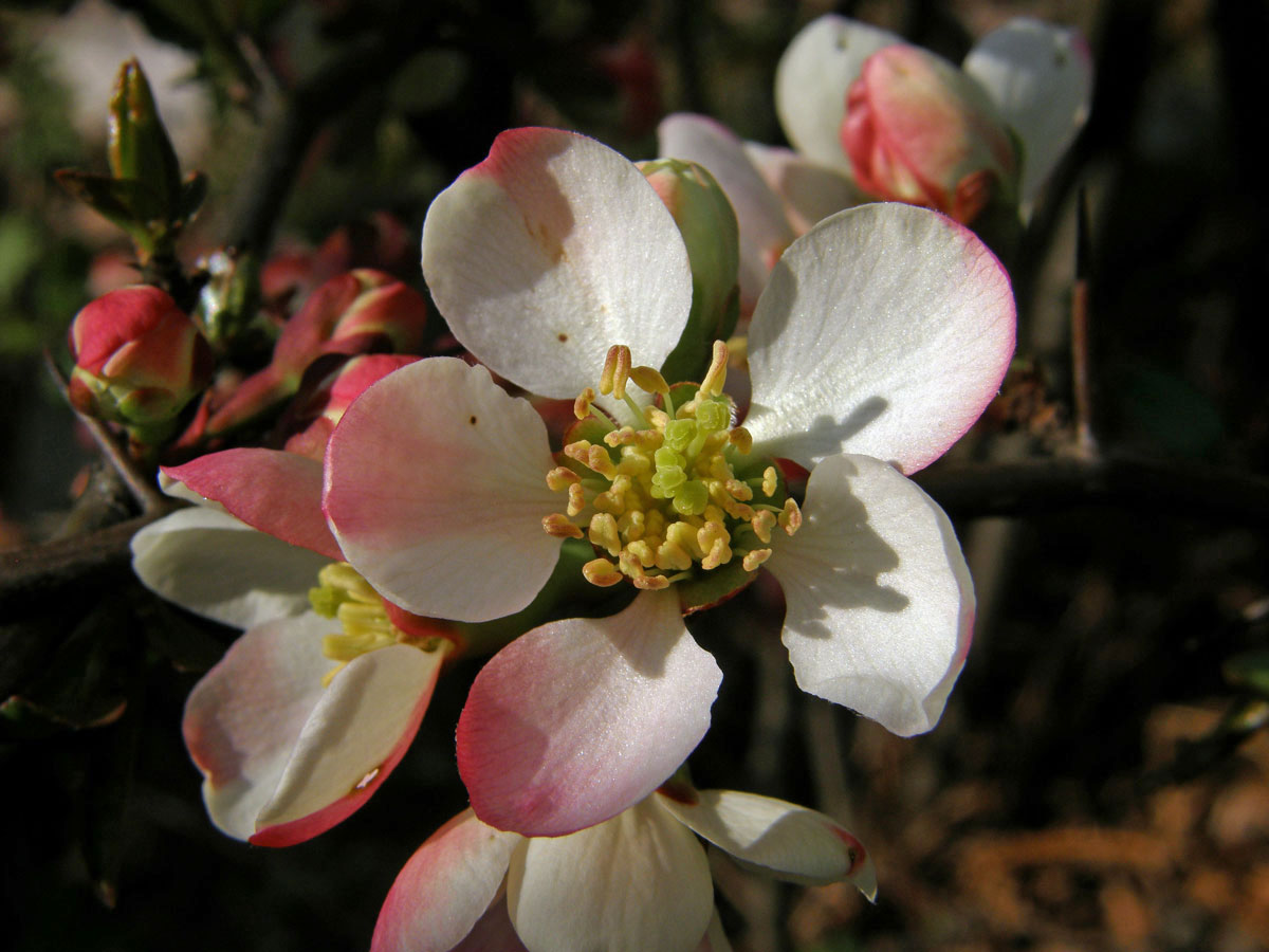 Kdoulovec japonský (Chaenomeles japonica (Thunb.) Lindl.)