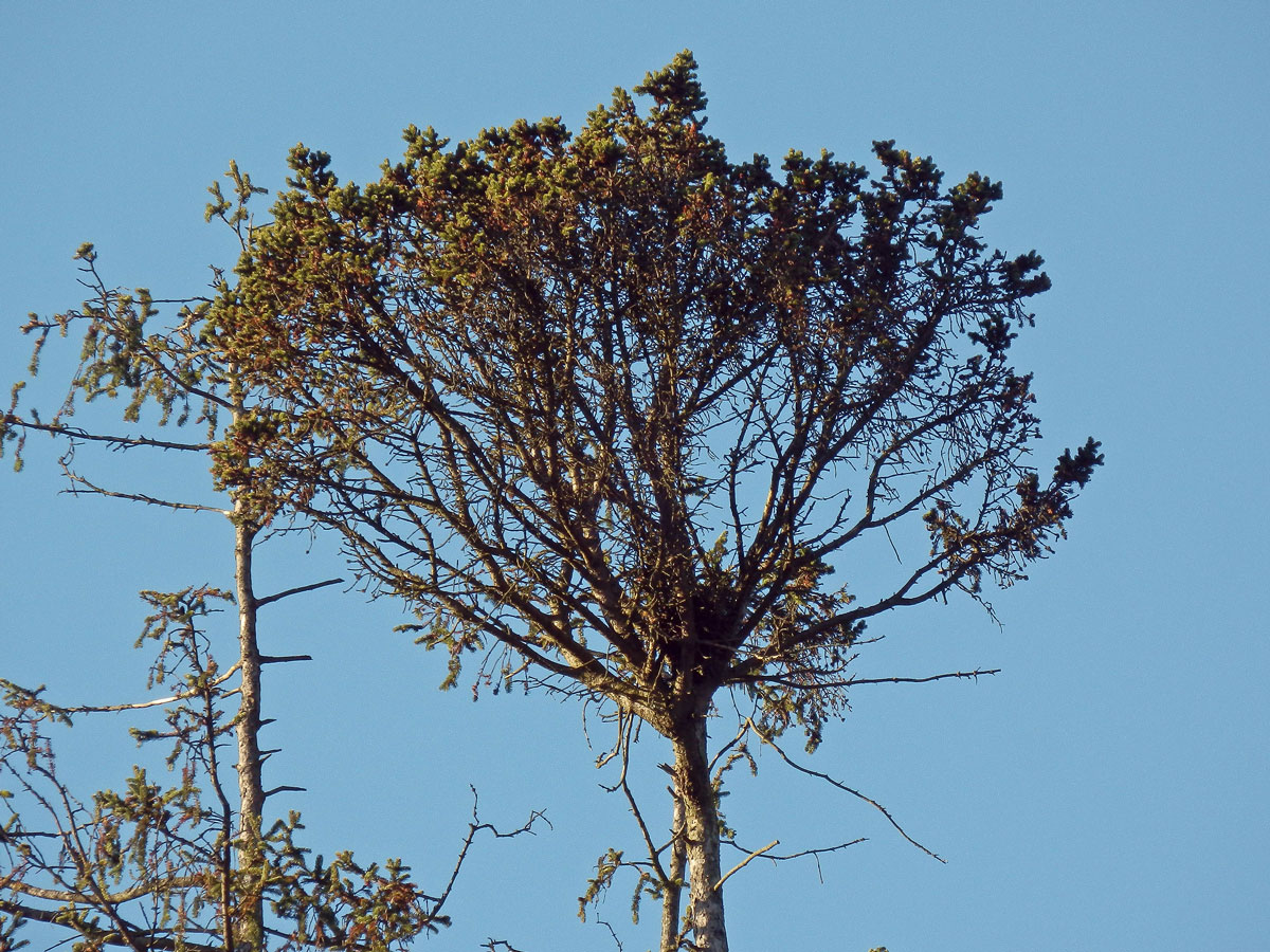 Čarověník na smrku ztepilém (Picea abies (L.) Karsten) (3b)