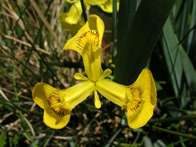 Kosatec žlutý (Iris pseudacorus L.)