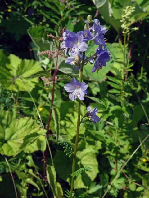 Jirnice modrá (Polemonium coeruleum L.)