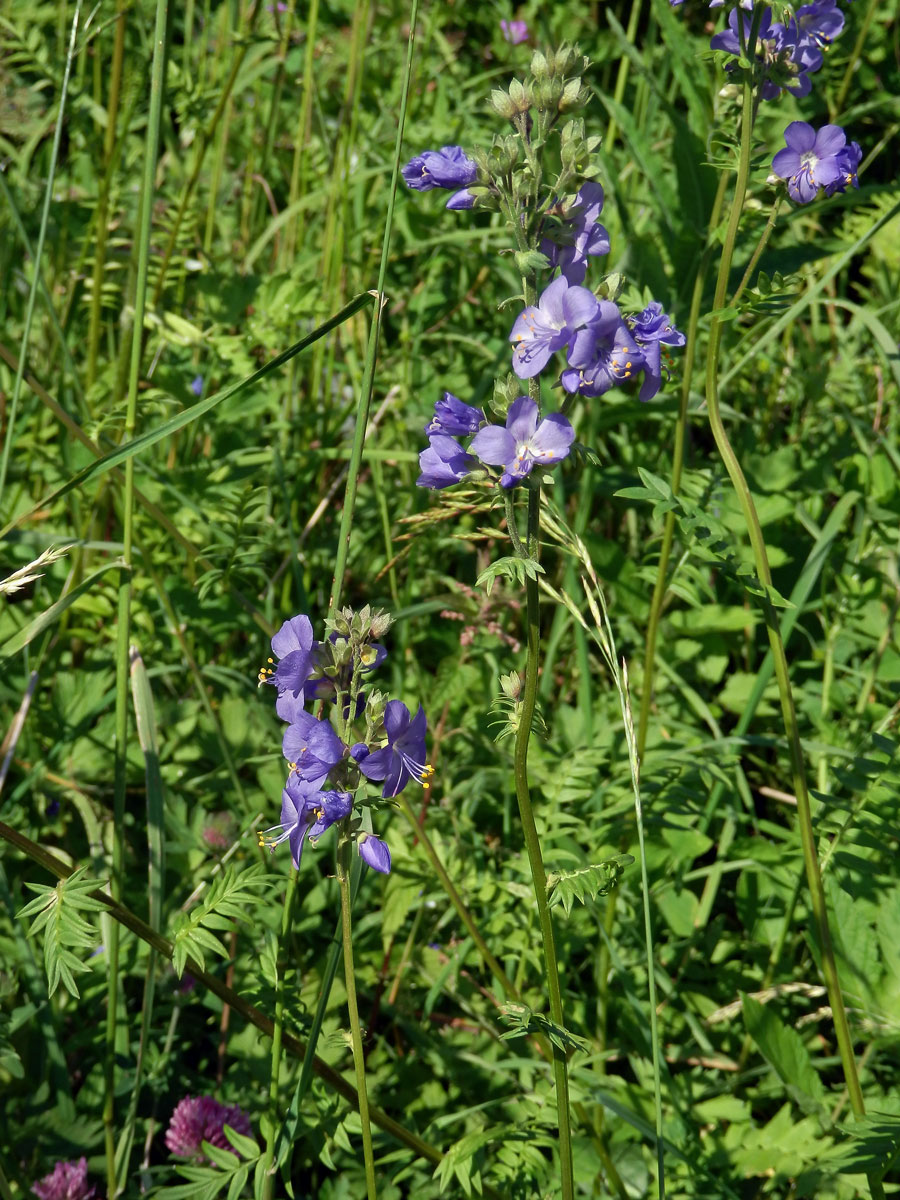 Jirnice modrá (Polemonium coeruleum L.)