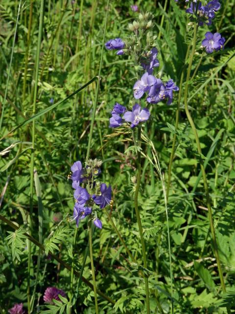 Jirnice modrá (Polemonium coeruleum L.)