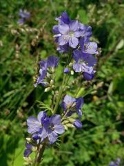 Jirnice modrá (Polemonium coeruleum L.)