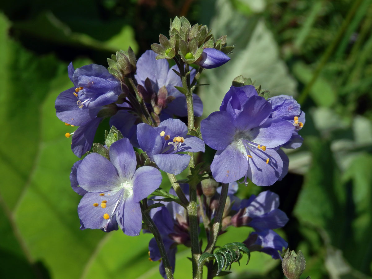 Jirnice modrá (Polemonium coeruleum L.)