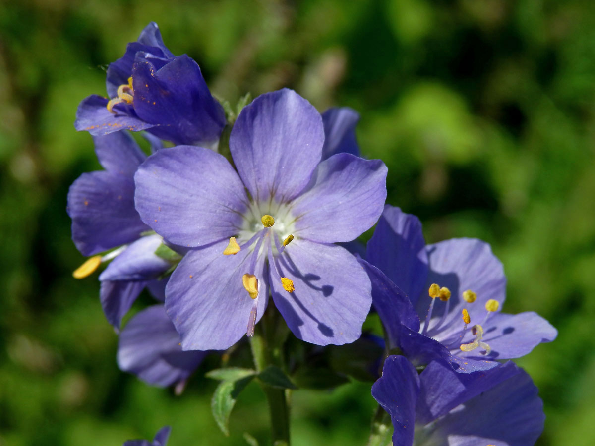 Jirnice modrá (Polemonium coeruleum L.)