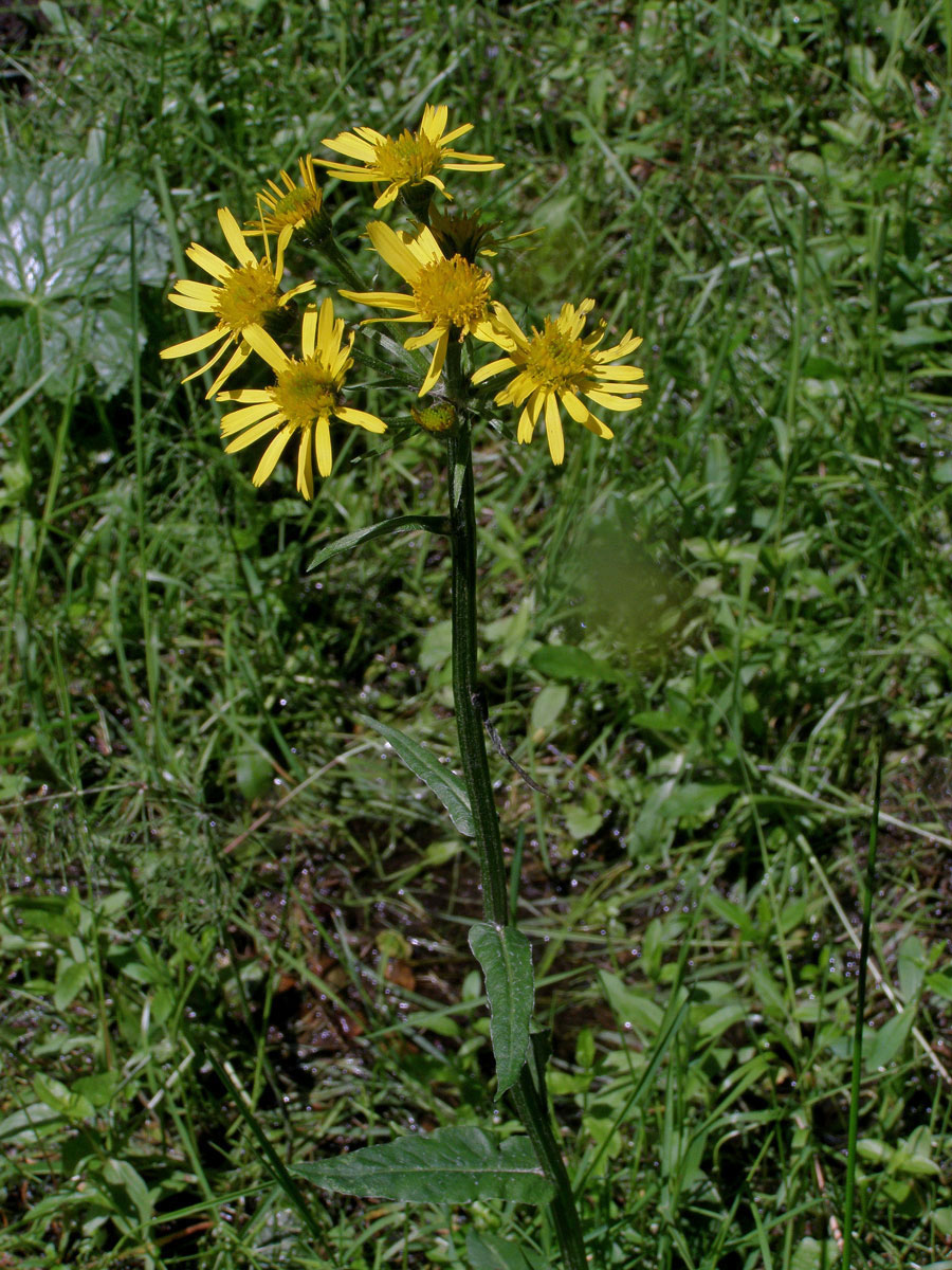 Starček potoční (Tephroseris crispa (Jacq.) Schur)