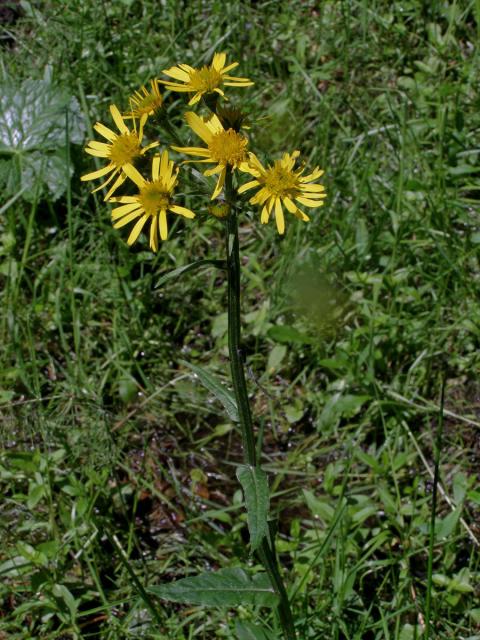 Starček potoční (Tephroseris crispa (Jacq.) Schur)