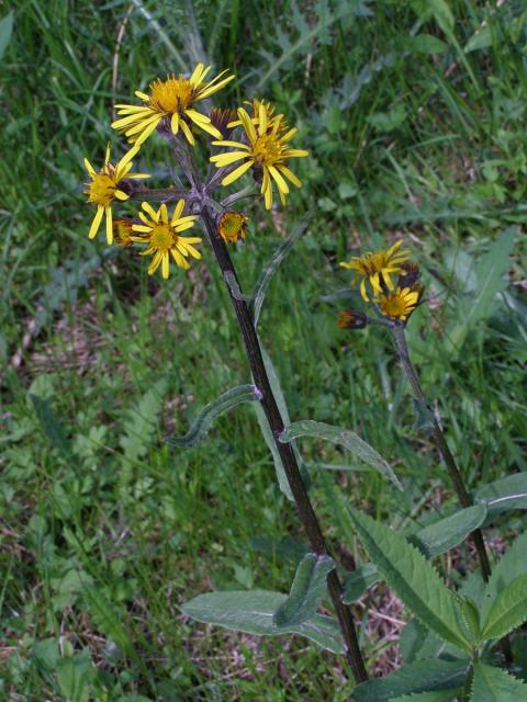 Starček potoční (Tephroseris crispa (Jacq.) Schur)