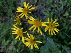 Starček potoční (Tephroseris crispa (Jacq.) Schur)