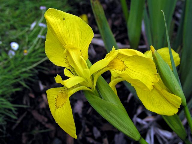 Kosatec žlutý (Iris pseudacorus L.)