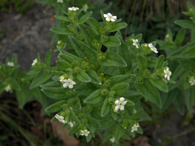 Kamejka lékařská (Lithospermum officinale L.)