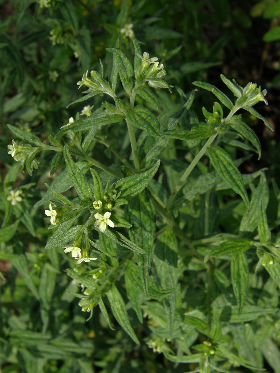 Kamejka lékařská (Lithospermum officinale L.)