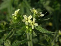 Kamejka lékařská (Lithospermum officinale L.)