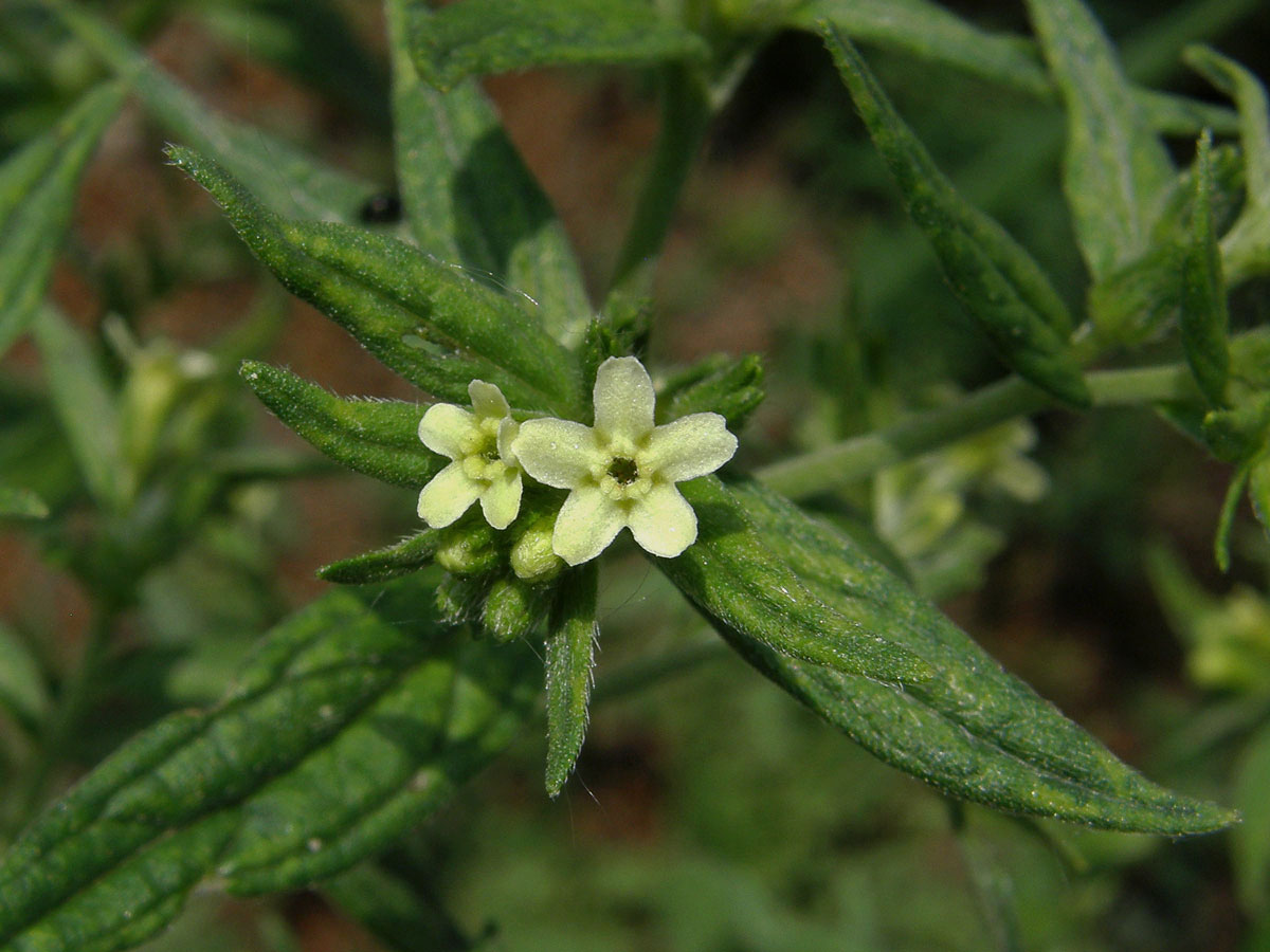 Kamejka lékařská (Lithospermum officinale L.)