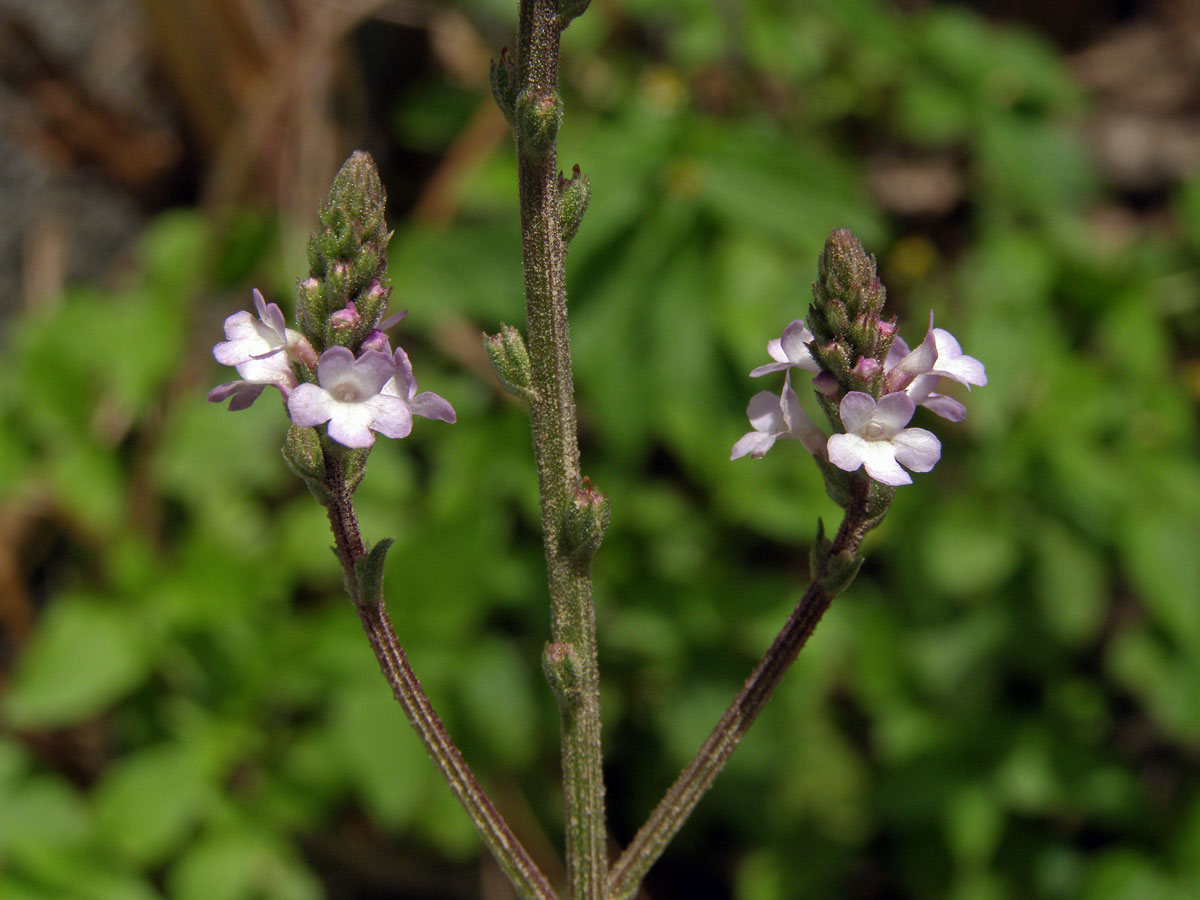 Sporýš lékařský (Verbena officinalis L.)