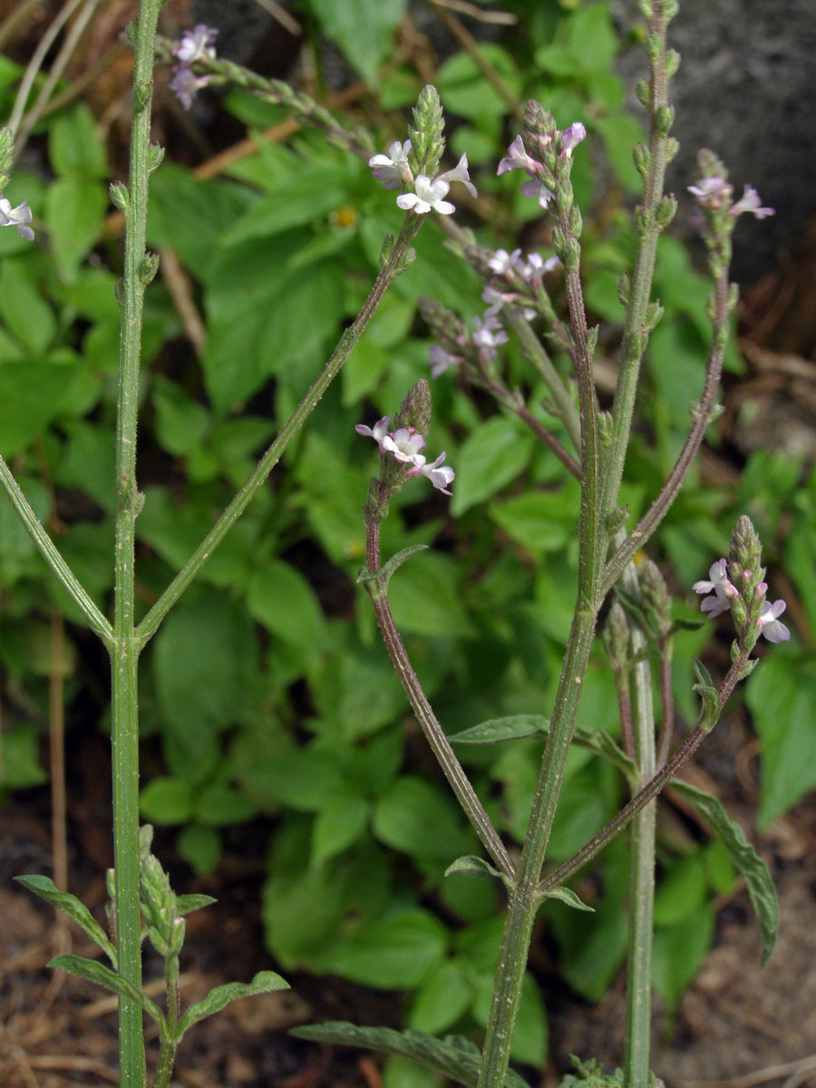 Sporýš lékařský (Verbena officinalis L.)