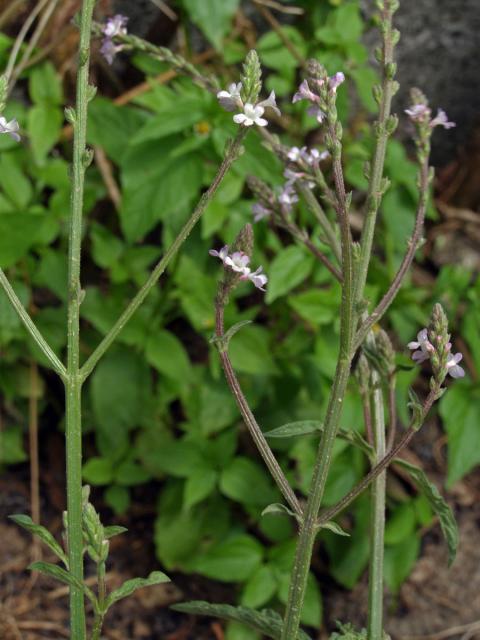 Sporýš lékařský (Verbena officinalis L.)