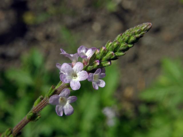 Sporýš lékařský (Verbena officinalis L.)