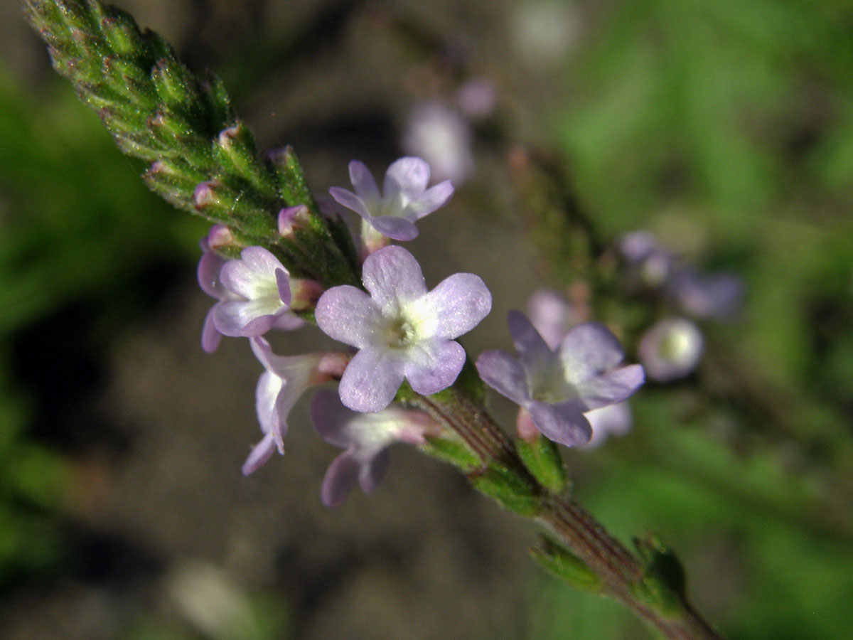 Sporýš lékařský (Verbena officinalis L.)