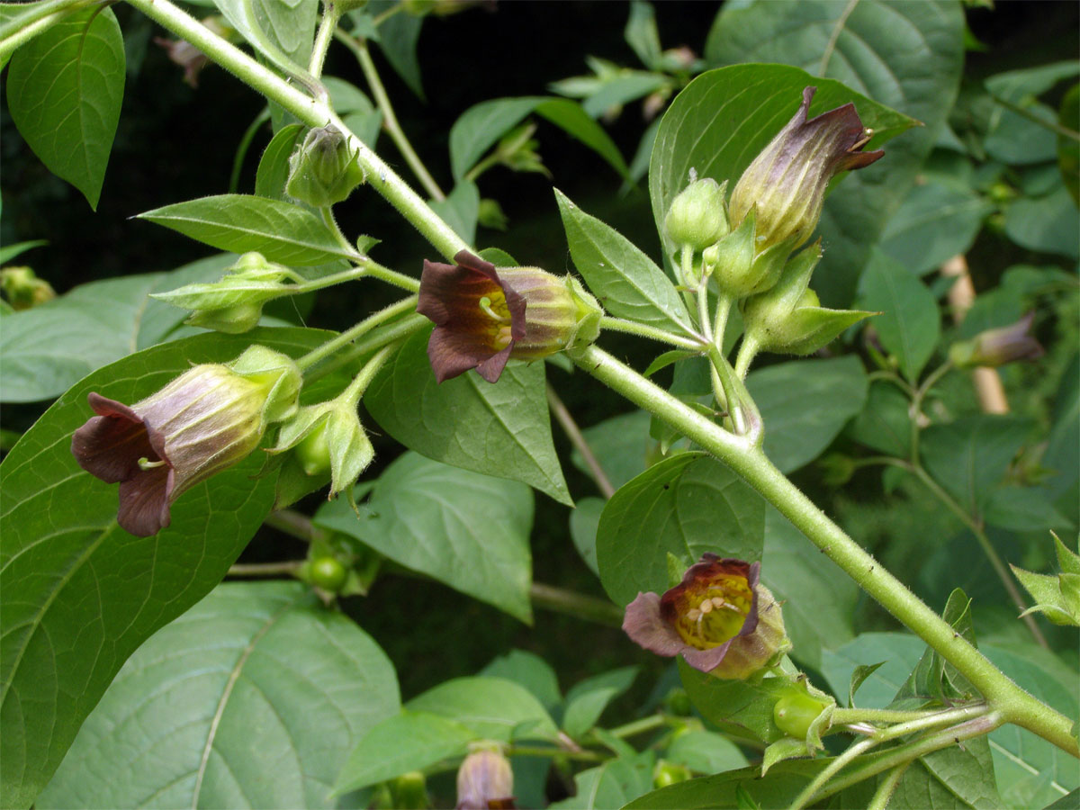 Rulík zlomocný (Atropa bella-donna L.)