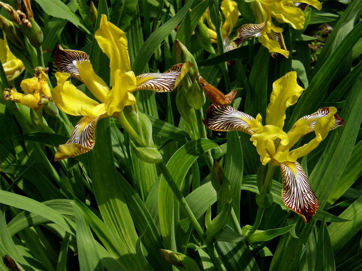 Kosatec různobarvý (Iris variegata L.)