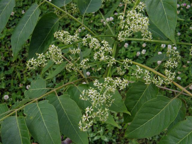 Pajasan žláznatý (Ailanthus altissima (Mill.) Swingle)