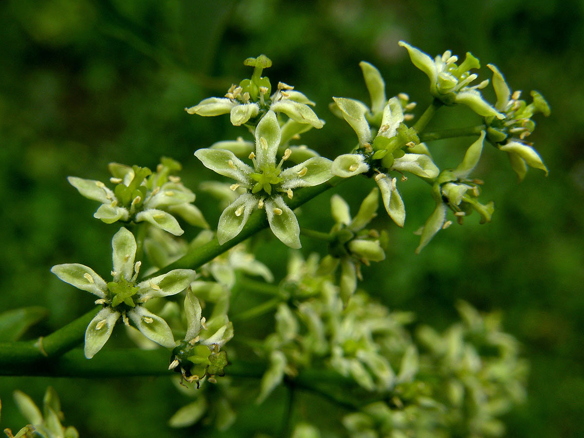 Pajasan žláznatý (Ailanthus altissima (Mill.) Swingle)