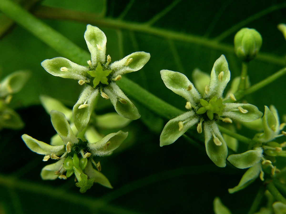 Pajasan žláznatý (Ailanthus altissima (Mill.) Swingle)