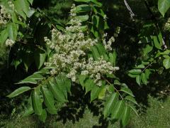 Pajasan žláznatý (Ailanthus altissima (Mill.) Swingle)