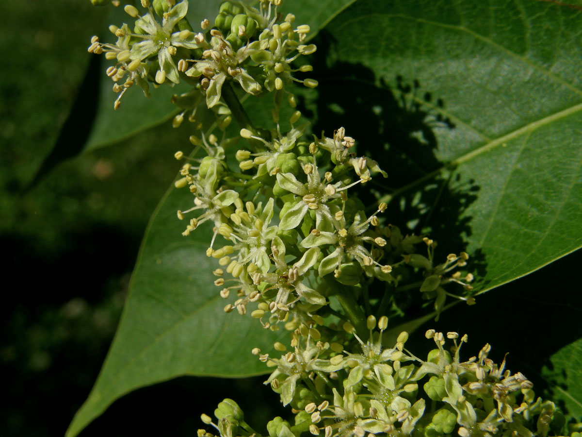 Pajasan žláznatý (Ailanthus altissima (Mill.) Swingle)