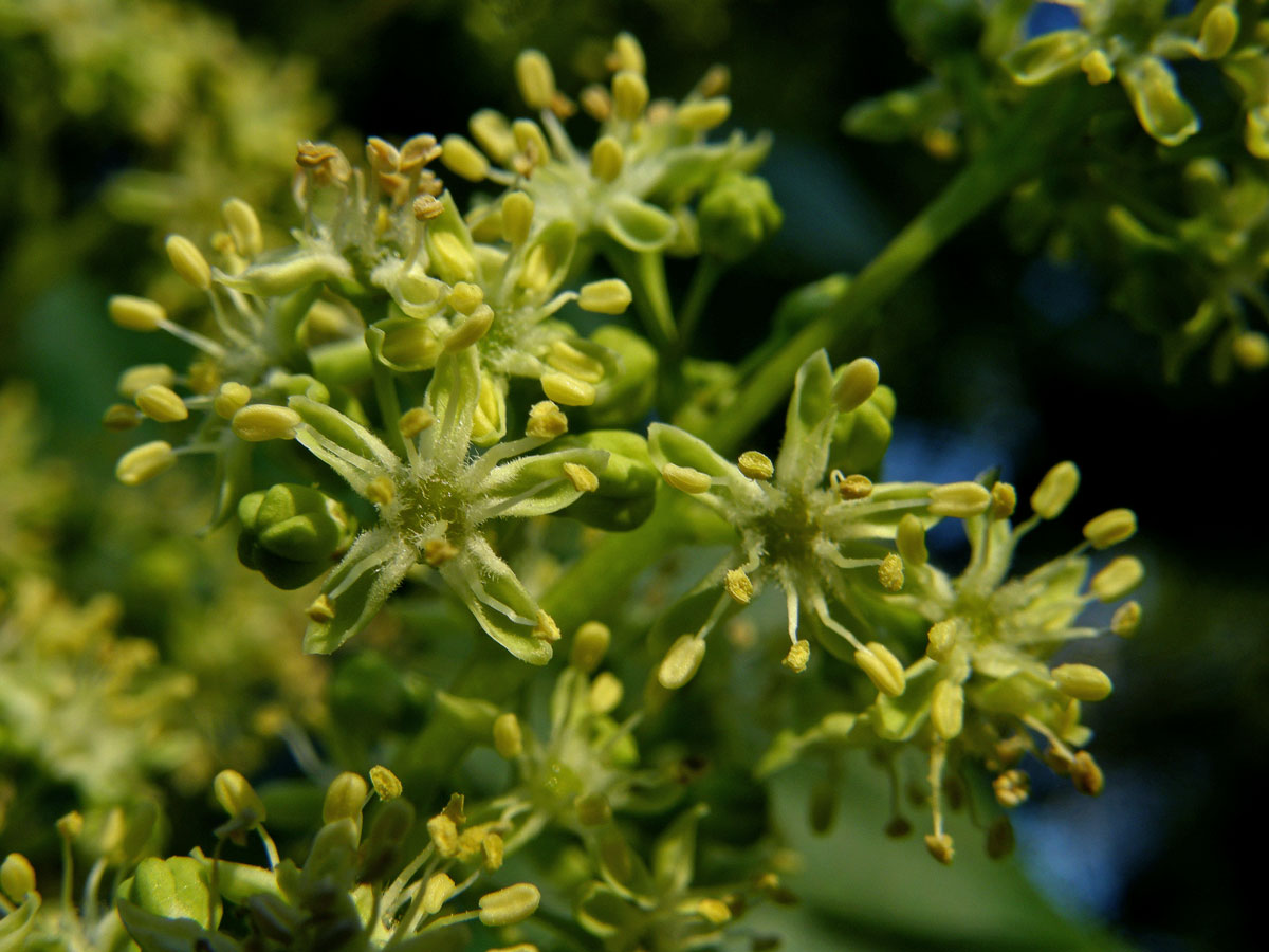 Pajasan žláznatý (Ailanthus altissima (Mill.) Swingle)