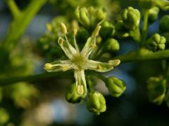 Pajasan žláznatý (Ailanthus altissima (Mill.) Swingle)