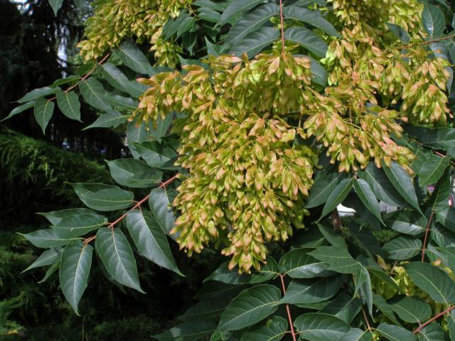 Pajasan žláznatý (Ailanthus altissima (Mill.) Swingle)