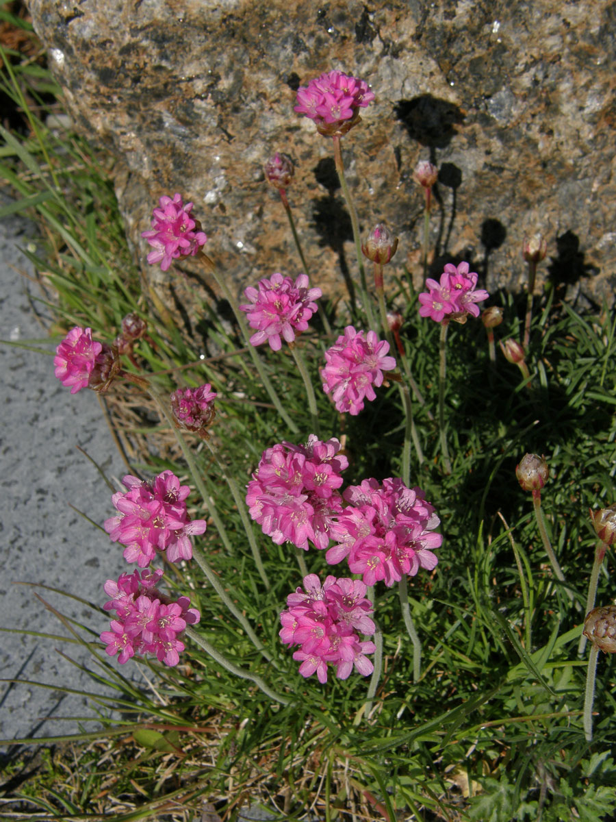 Trávnička přímořská (Armeria maritima (Mill.) Willd.)