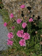 Trávnička přímořská (Armeria maritima (Mill.) Willd.)   