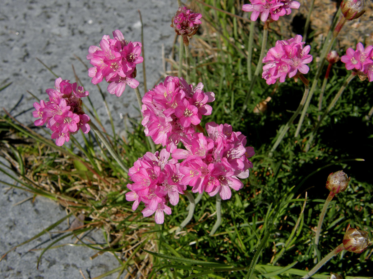 Trávnička přímořská (Armeria maritima (Mill.) Willd.)