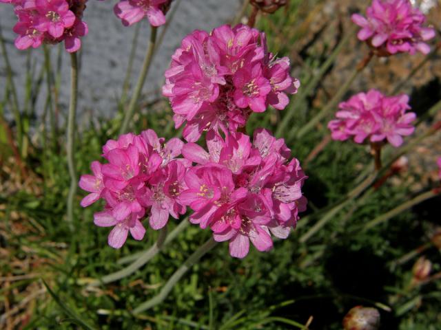 Trávnička přímořská (Armeria maritima (Mill.) Willd.)