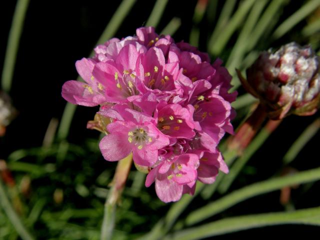 Trávnička přímořská (Armeria maritima (Mill.) Willd.)