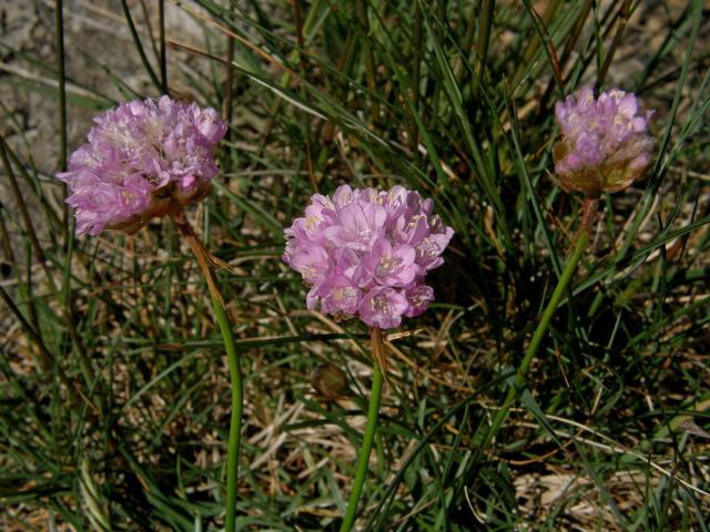 Trávnička přímořská (Armeria maritima (Mill.) Willd.)