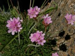 Trávnička přímořská (Armeria maritima (Mill.) Willd.)