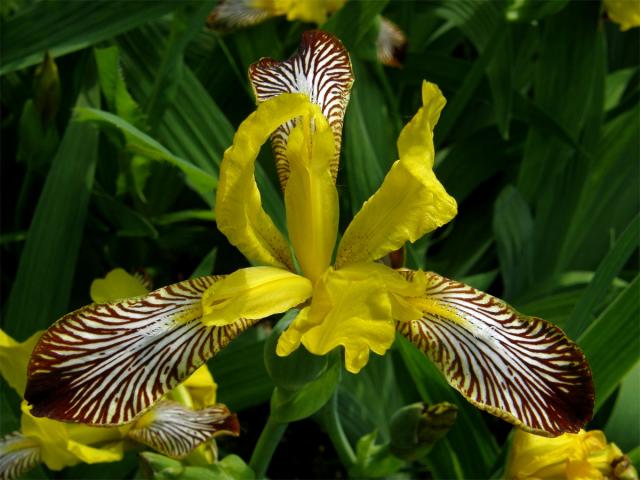 Kosatec různobarvý (Iris variegata L.)