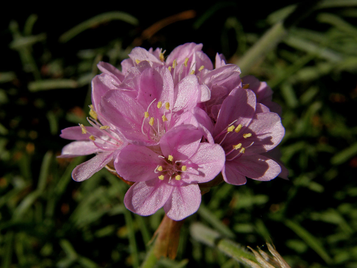 Trávnička přímořská (Armeria maritima (Mill.) Willd.)