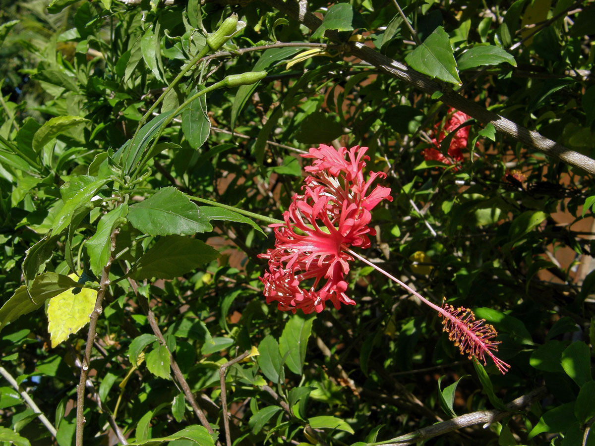 Ibišek (Hisbiscus schizopetalus (Dyer) Hook. f.)