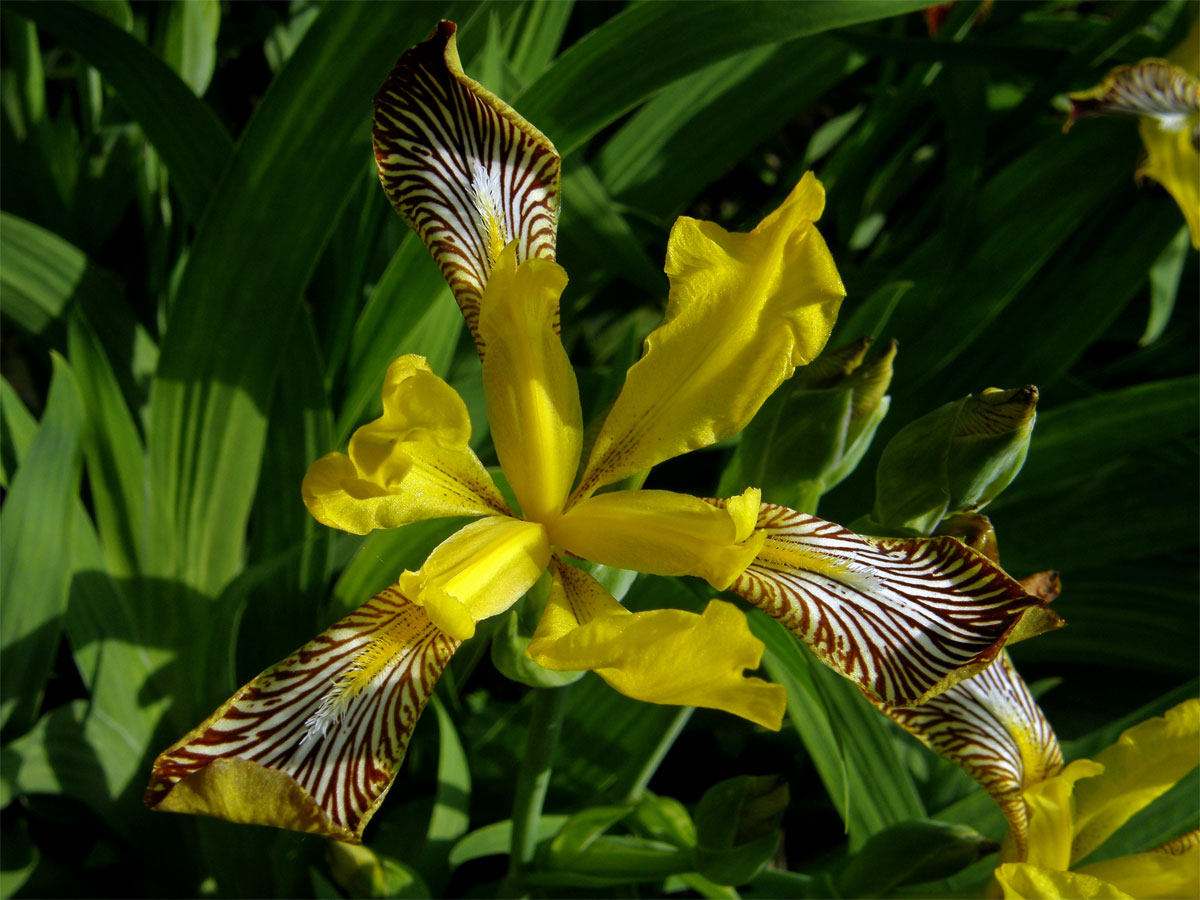 Kosatec různobarvý (Iris variegata L.)